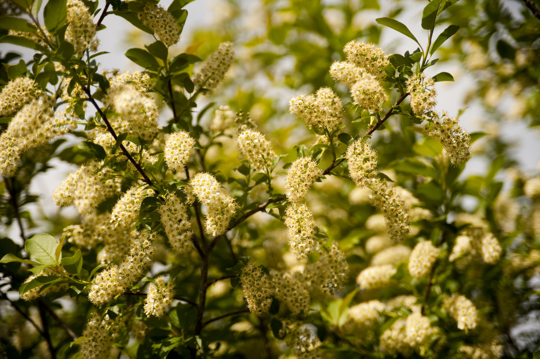 Chokecherry blossoms